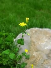 直酢漿草(變種) 直酢漿草(變種)