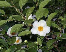 娑蘿[植物柳安別稱]