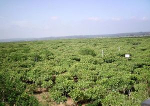 紅海_高橋紅樹林