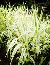 花葉蘆萩 花葉蘆萩