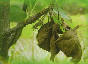 （圖）梨火疫病菌