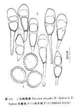 三宅柄鏽菌 三宅柄鏽菌