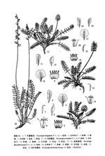 鳥狀棘豆 鳥狀棘豆