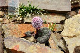 頭序大黃 頭序大黃