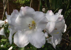 腺柄杯萼杜鵑 腺柄杯萼杜鵑