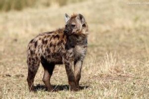 高氏鼬鬣狗 高氏鼬鬣狗