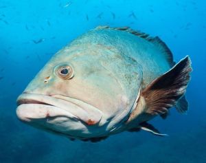 哥斯大黎加石斑魚 哥斯大黎加石斑魚