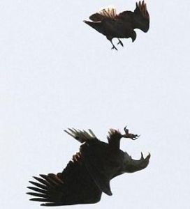 股市禿鷲 股市禿鷲