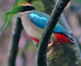 八色鶇科 八色鶇科