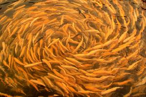 Australian Capital Territory