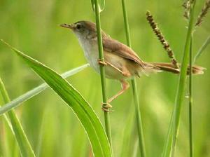 鈍翅葦鶯 鈍翅葦鶯