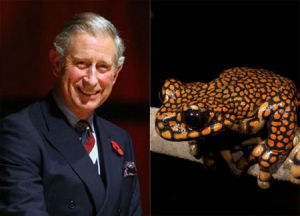 查爾斯王子青蛙 查爾斯王子青蛙