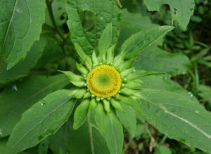 大花金挖耳 大花金挖耳