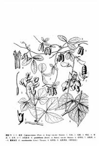 蔓草蟲豆[蔓草蟲豆]