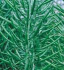 德油6號 德油6號