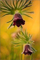 黃花白頭翁 黃花白頭翁