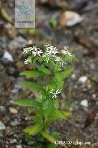 葉苞紫菀 葉苞紫菀