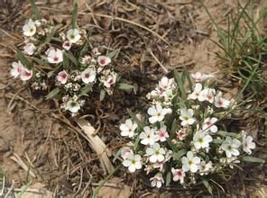 狹葉點地梅 狹葉點地梅