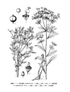 沙生大戟 沙生大戟