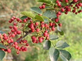 大紅袍花椒 大紅袍花椒