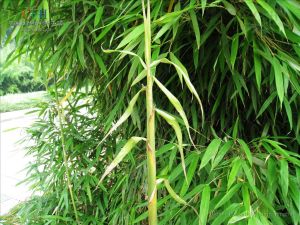 福建茶竿竹 福建茶竿竹