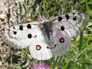 阿波羅絹蝶 阿波羅絹蝶