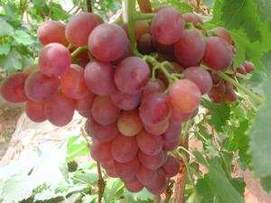 規模化種植葡萄