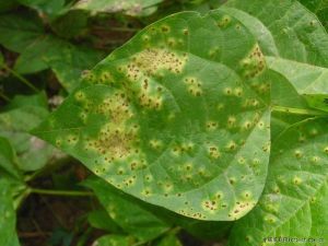 菜豆鏽病 菜豆鏽病