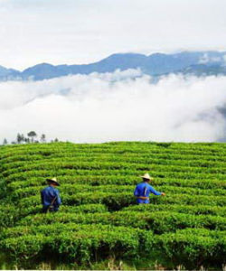 茶-耕作技術