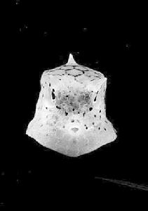 深海盆地 深海盆地