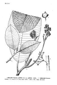 綿毛水東哥 綿毛水東哥