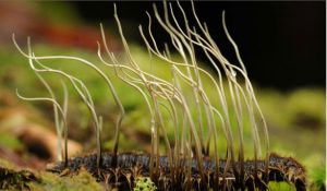 雲霧林的美麗奇觀
