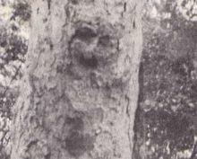 巴巴的形象在這顆烏瑪樹上長達七年之久