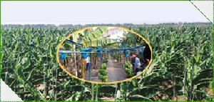 有機香蕉栽培示範區