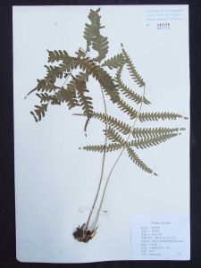 狹眼鳳尾蕨 狹眼鳳尾蕨