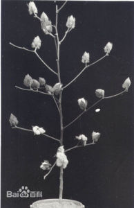 中棉所5號 中棉所5號