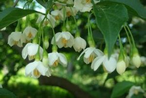 嘉賜葉野茉莉 嘉賜葉野茉莉