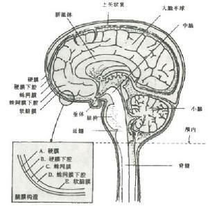 腦膜刺激征