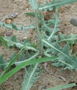 蒙山萵苣 蒙山萵苣