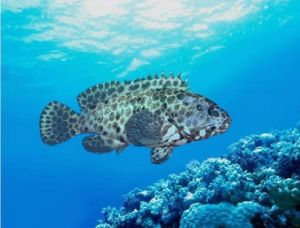帝汶石斑魚