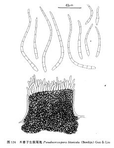 木姜子生假尾孢