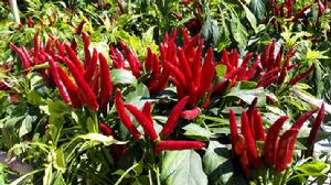 七劍客朝天椒 七劍客朝天椒