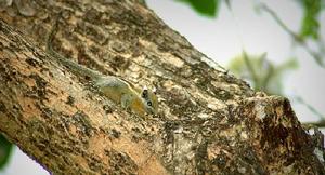 （圖）明紋花松鼠