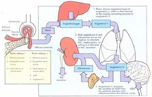 (圖)先天性醛固酮增多症