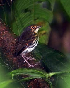 紋胸蟻鶇 紋胸蟻鶇