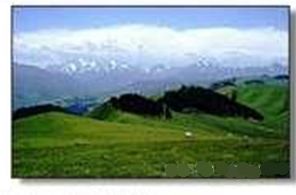 西部庭州 西部庭州