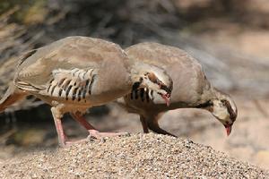 石雞賀蘭山亞種