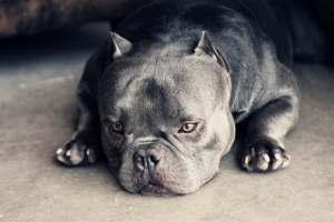 復仇者惡霸犬聯盟