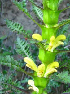 五鳳朝陽草 五鳳朝陽草