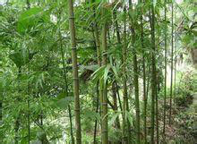 乳紋方竹 乳紋方竹